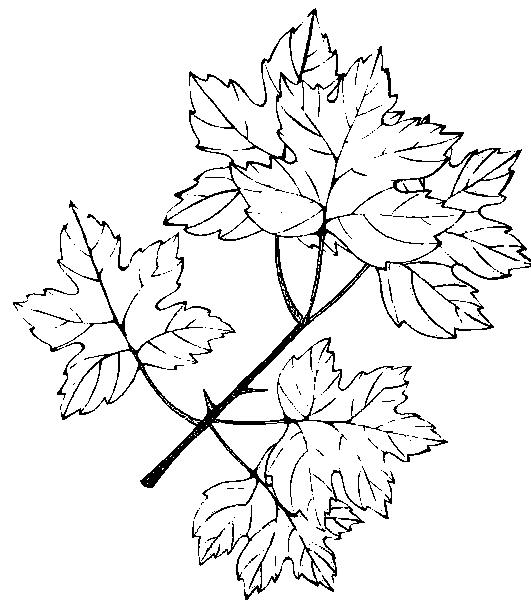 Plansa de colorat cu Toamna 157 65